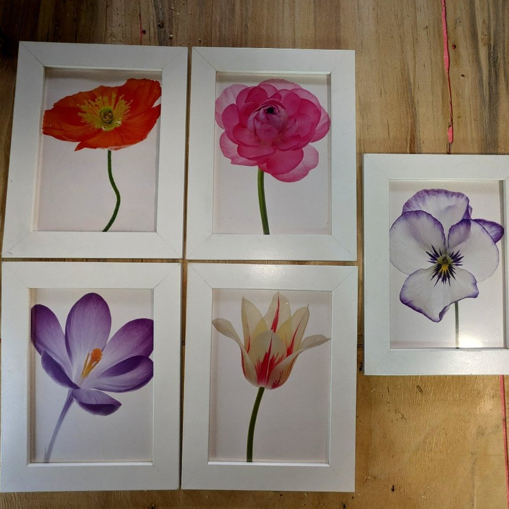 ๐3for$25 Floral Photo Set - Picture 1 of 2